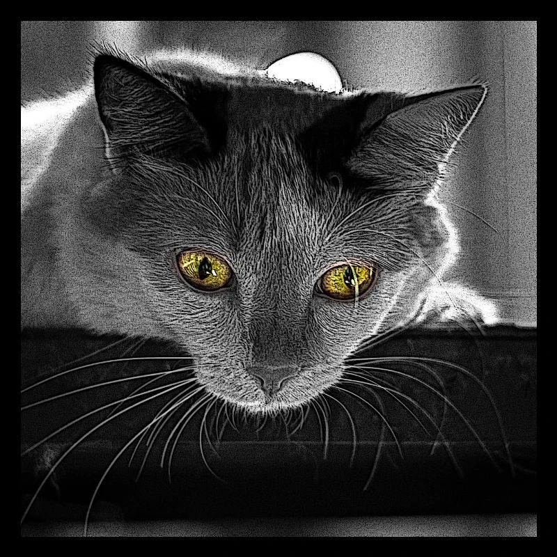 Die Katze