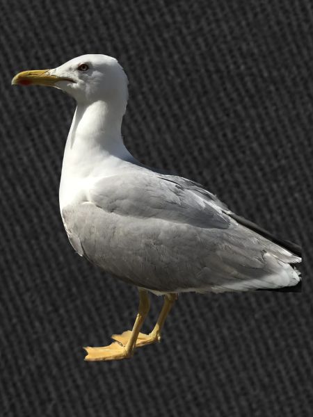 Idée cadeau Seagull Bird