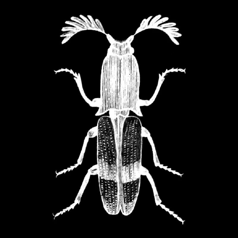 Beetle