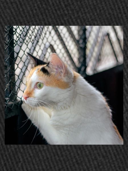 the cat