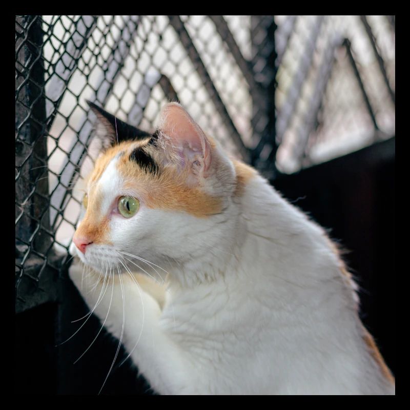 Die Katze