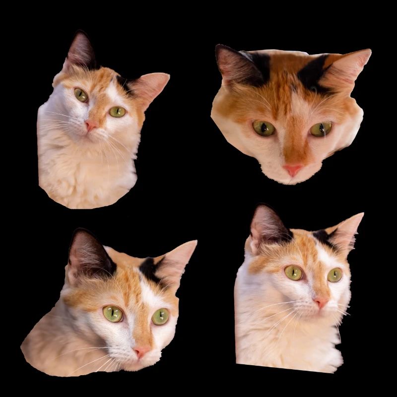 Pack d'autocollants Cool and cute Kitties chat