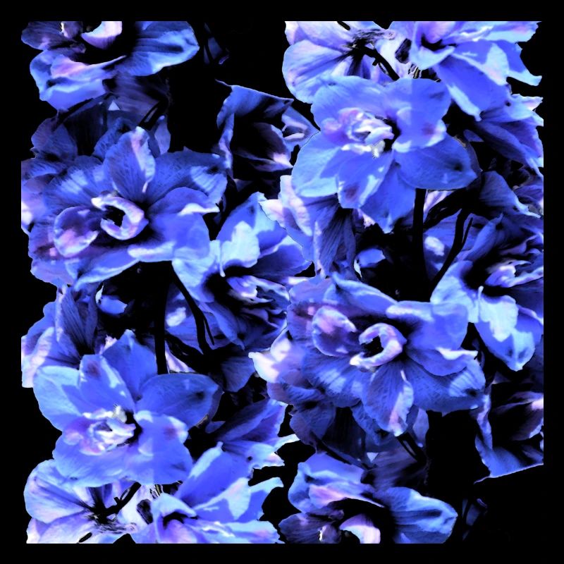 Hyacinth blue