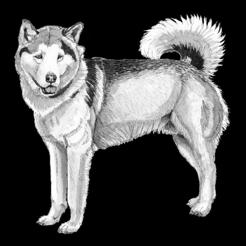 Malamute d’Alaska