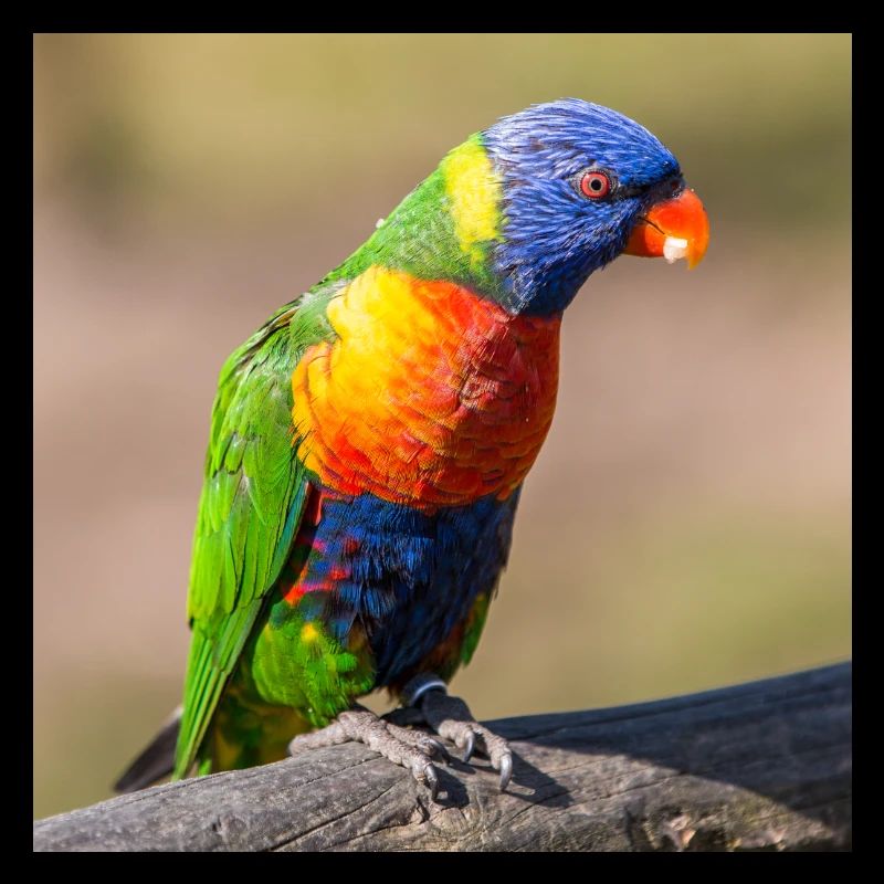 Regenbogenloris (Allfarblori, Trichoglossus)