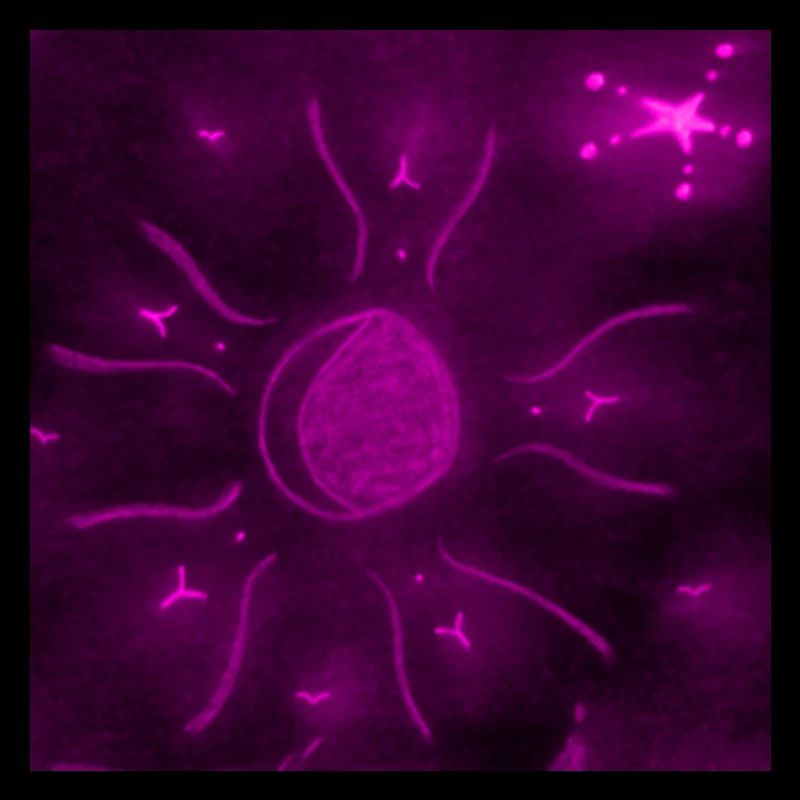 LUNE ÉTOILÉE POURPRE