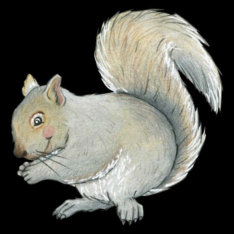 gray squirrel