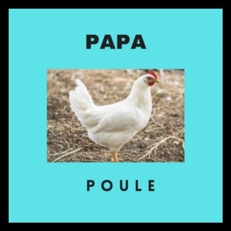 PAPA POULE