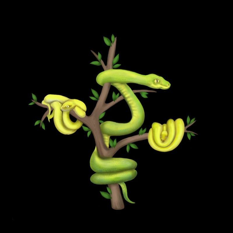 Le Python vert - Python arborescent
