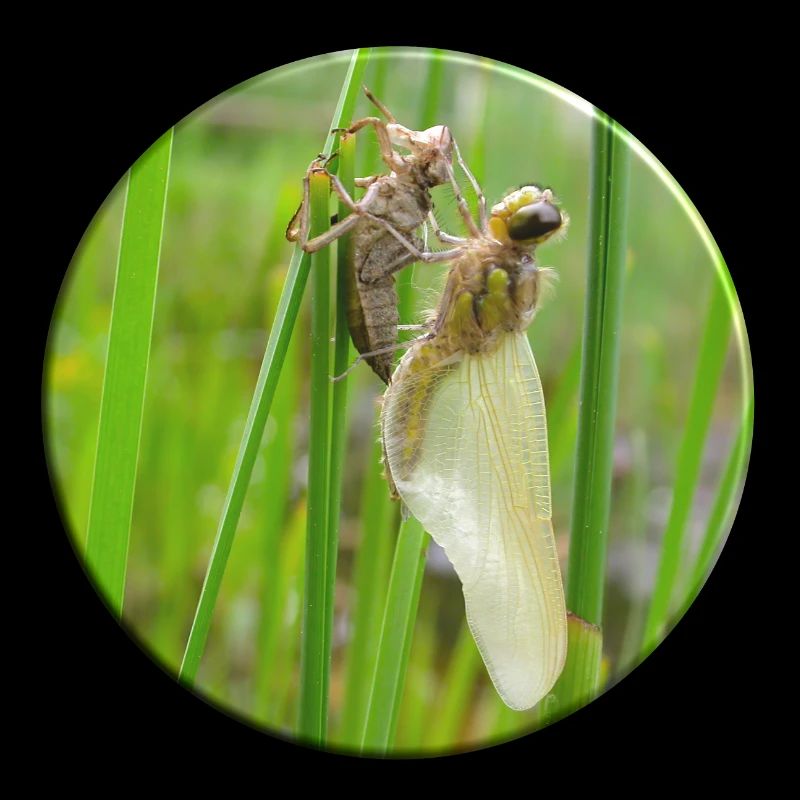 Metamorphosis is the magic word for insects