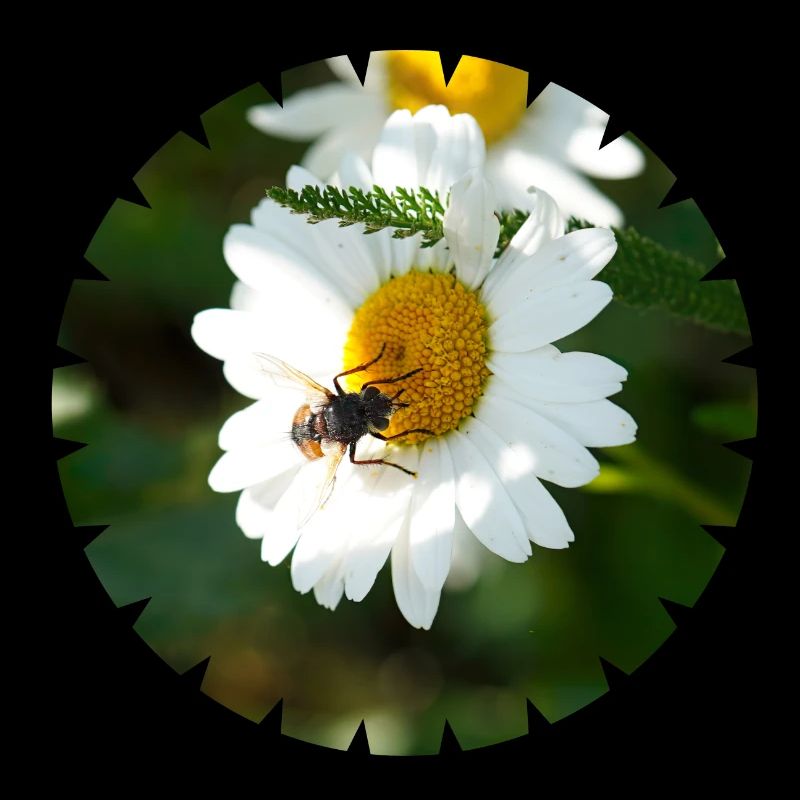 Insects depend on flowers and vice versa