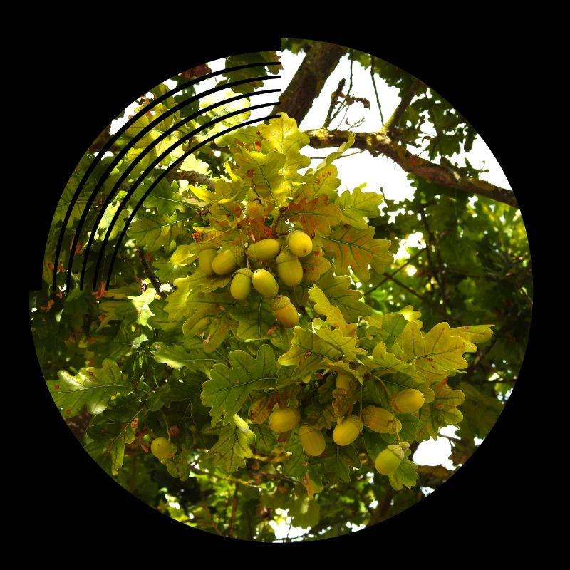 In autumn, acorns fall from the trees