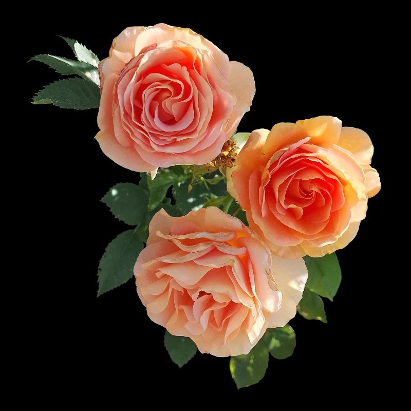 Three beautiful ROSES
