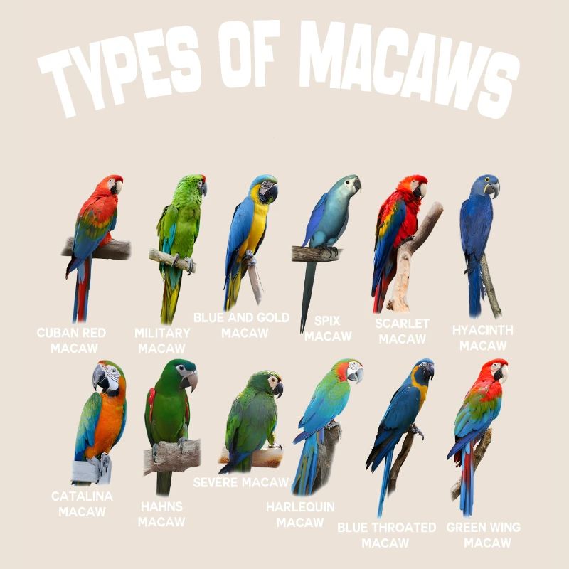 Types Of Macaws - Macaws Breeds List
