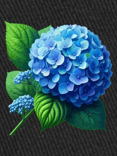 Hydrangea blue