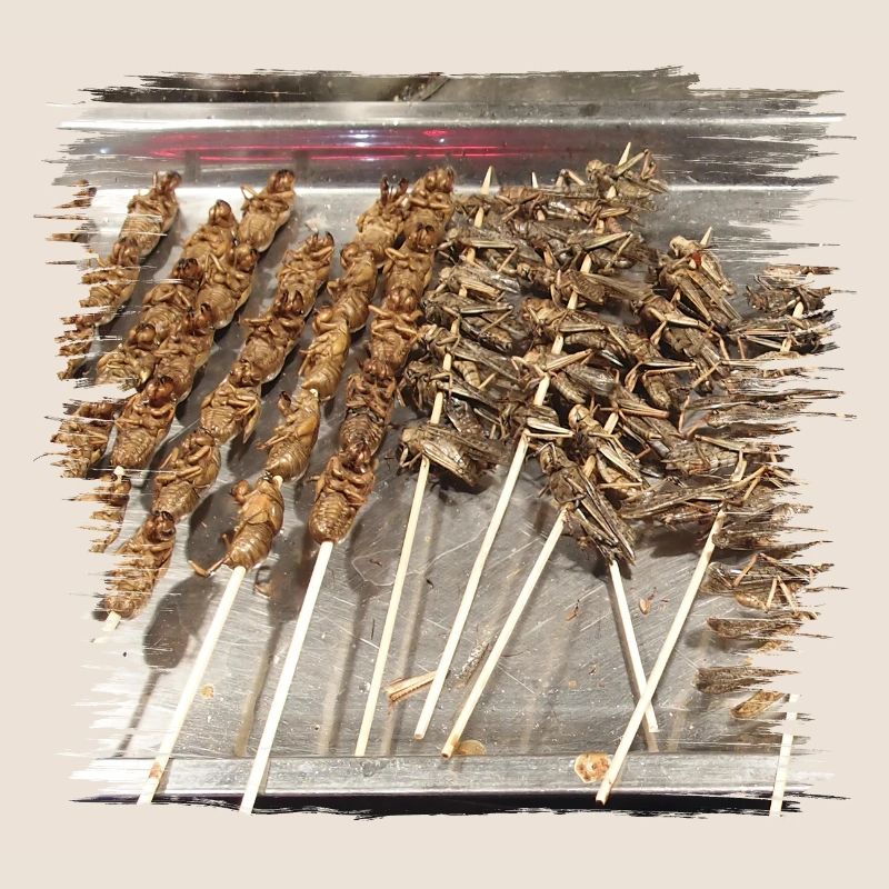 Are you ready for an insect snack?