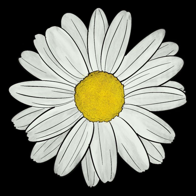 Gänseblümchen