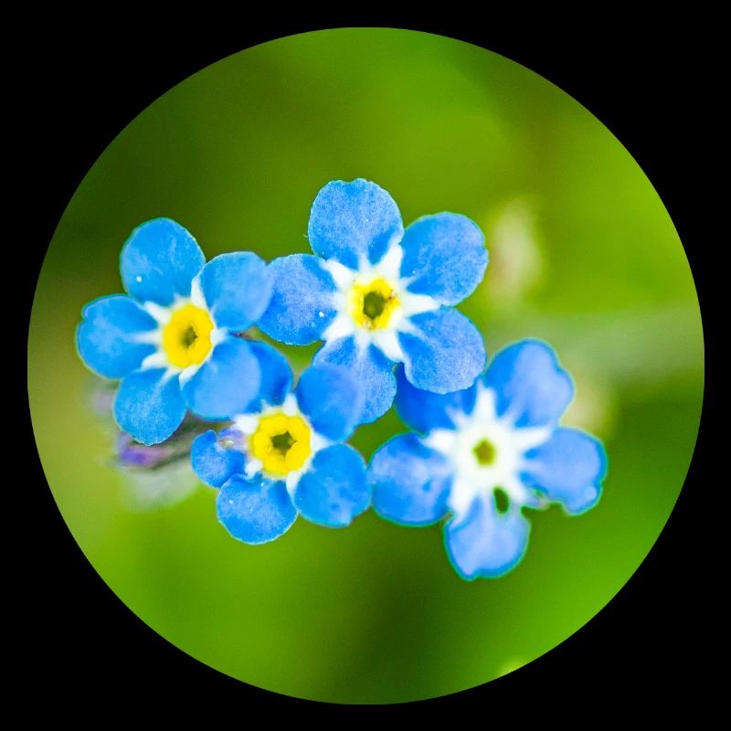Groupe de fleurs en bleu