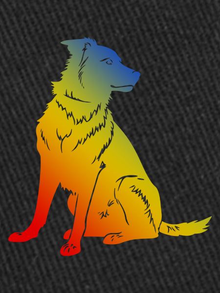 Border Collie Dog