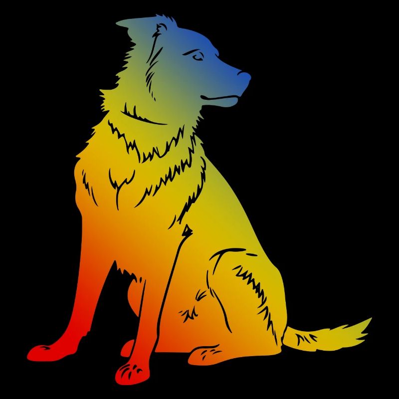 Border Collie Hund
