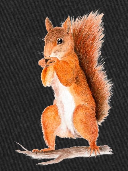 eichhörnchen