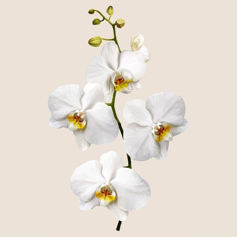Orchidées