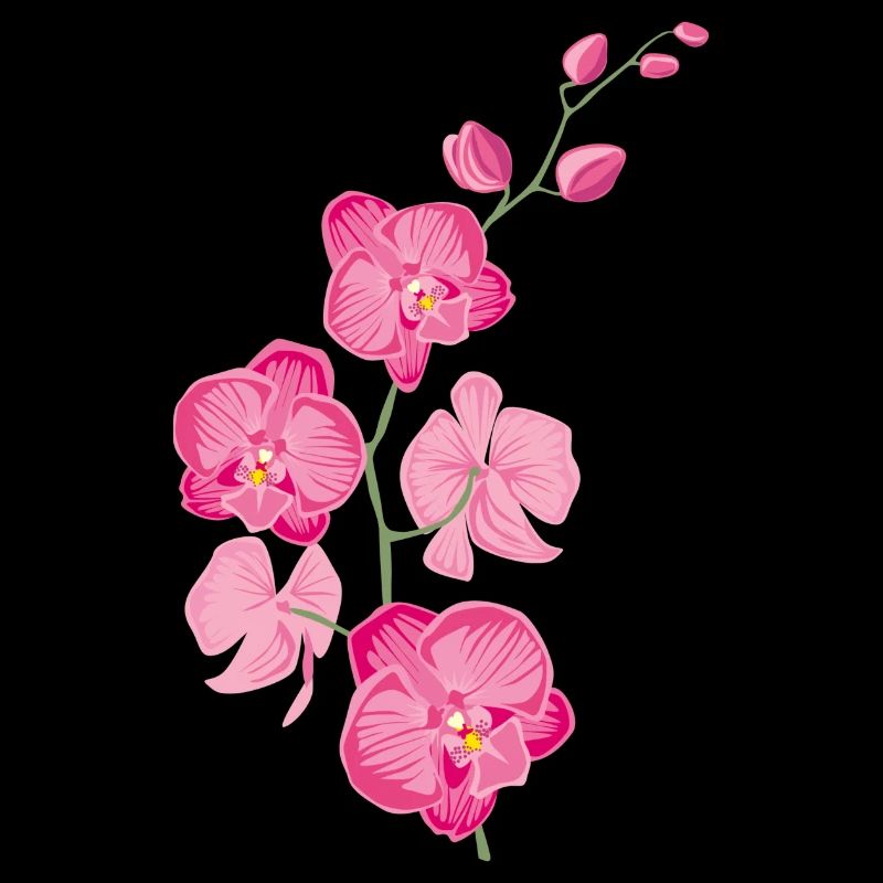 ORCHIDÉES fleur - cadeau d'amour - rose rose