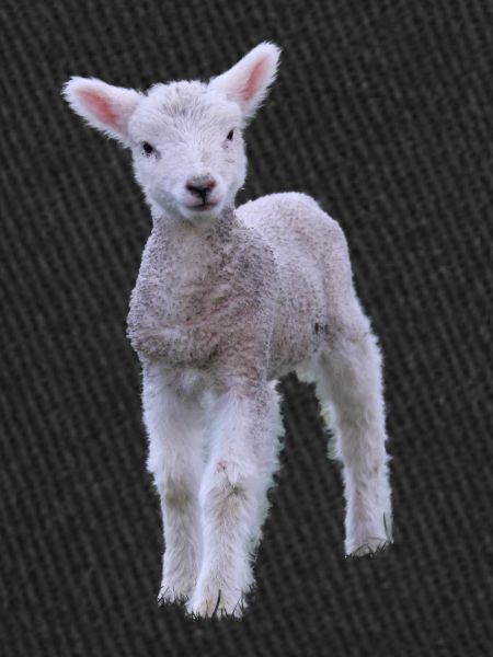 cute lamb - sweet lamb
