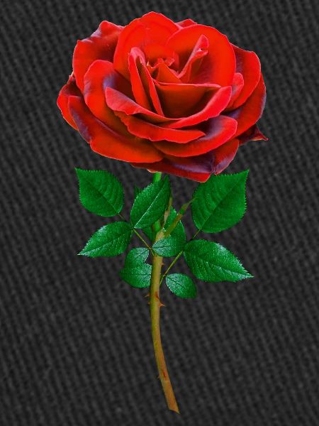 Rose - Red Rose
