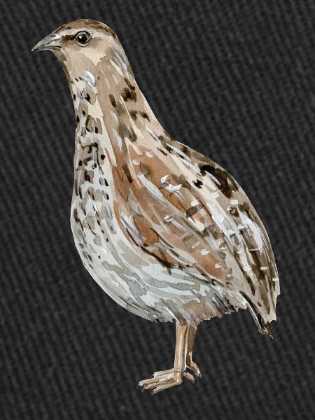 quail
