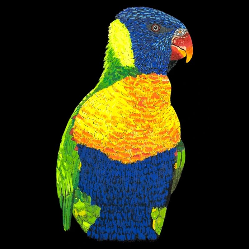 Regenbogenloris Allfarblori bunter Papagei Vogel