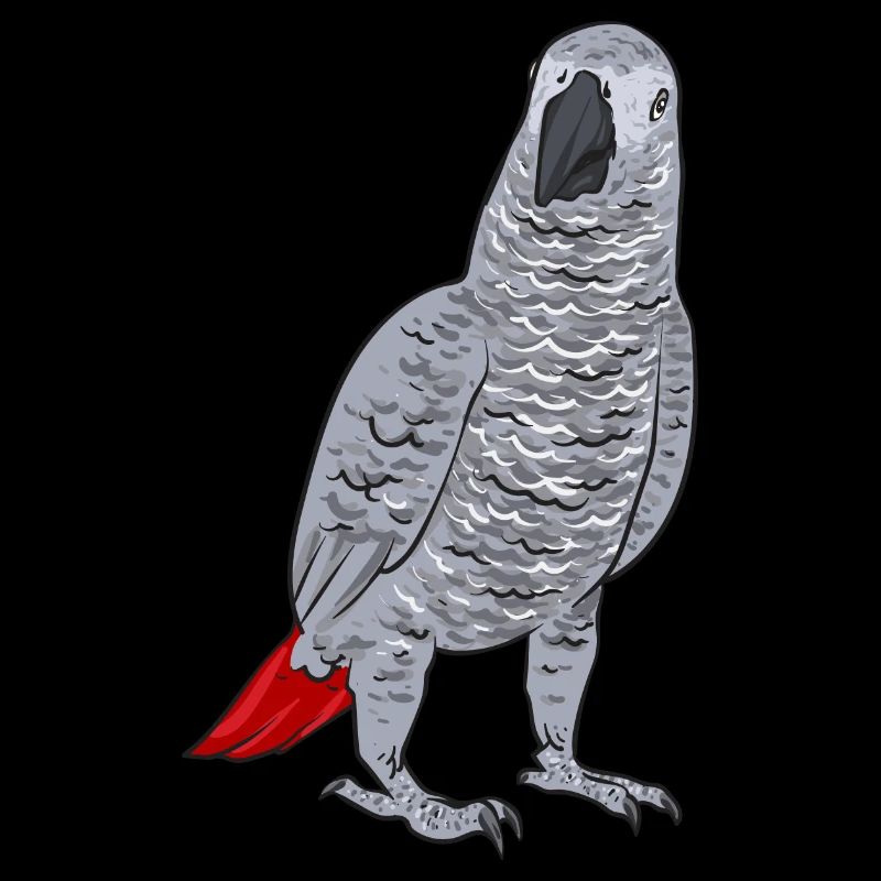 Graupapagei Perroquet gris d’Afrique Papagei