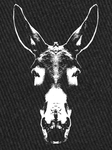 Donkey / Head / Portrait