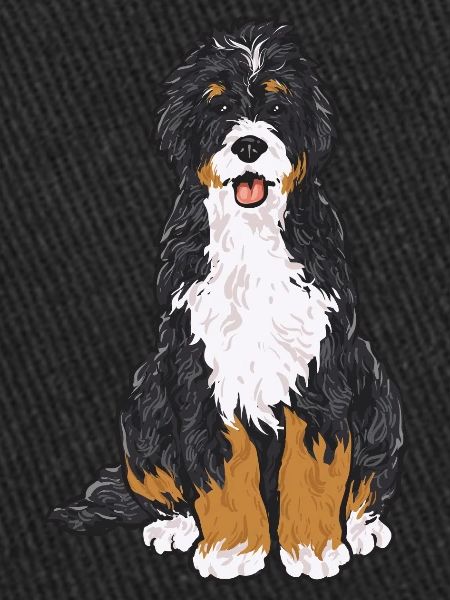 Chien Bernedoodle