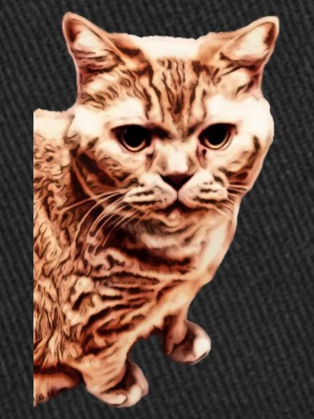 Chat British Shorthair