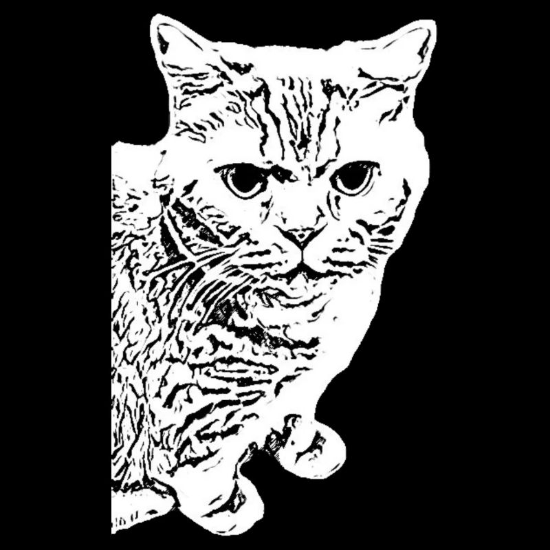 British Shorthair Chat Blanc Chats blancs