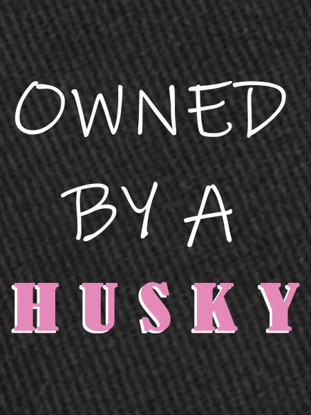 Husky sibérien