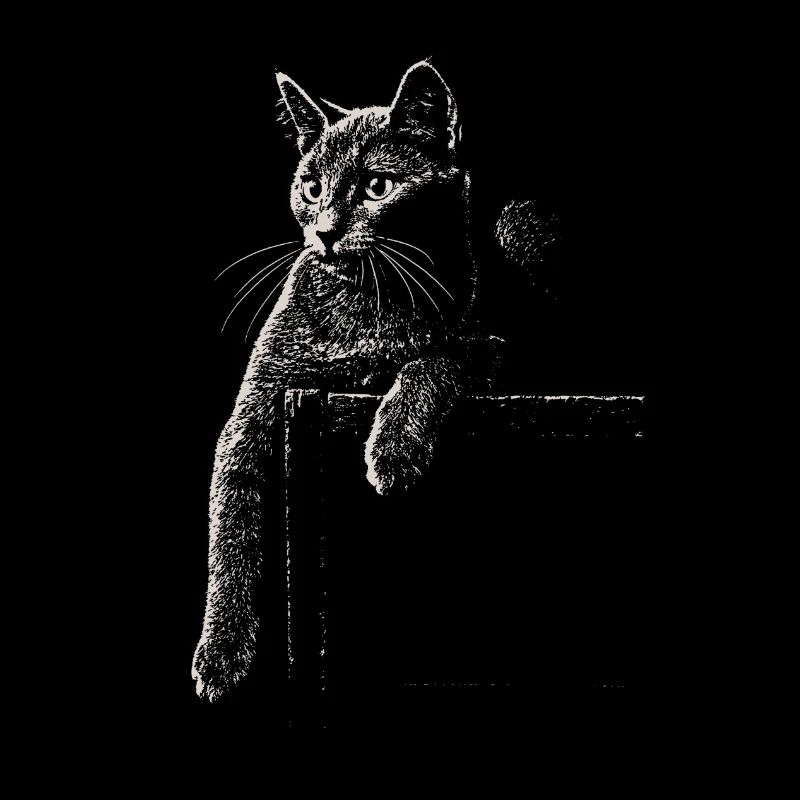 Chat chartreux