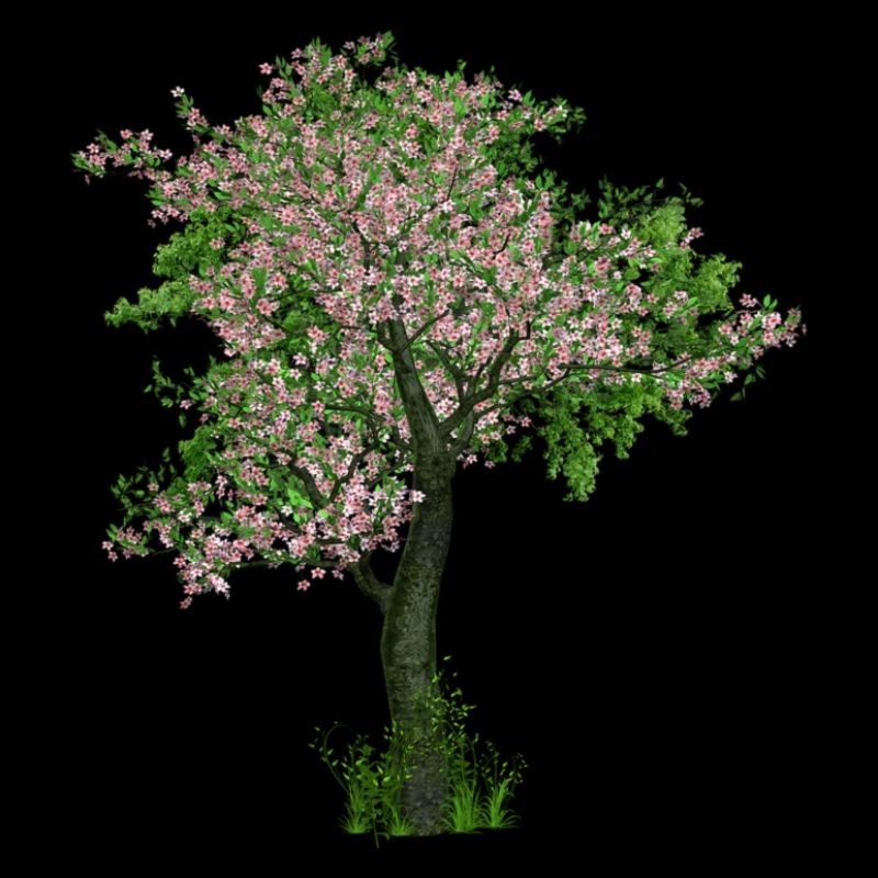 Arbre au printemps