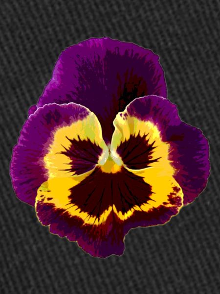 Pansy / viola