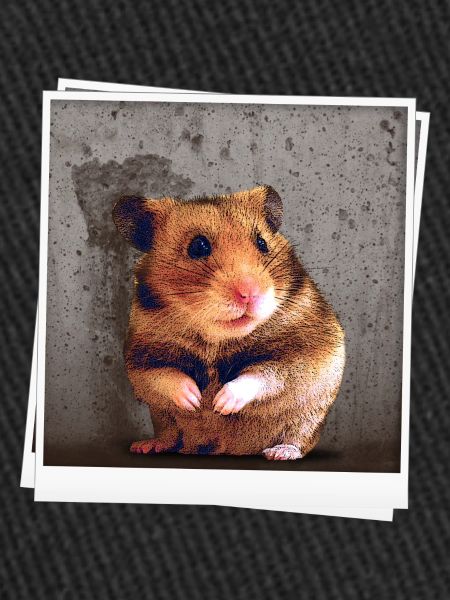 Hamster photo