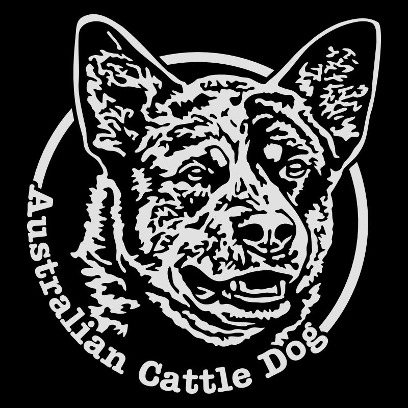 532 Australian Cattle Dog
