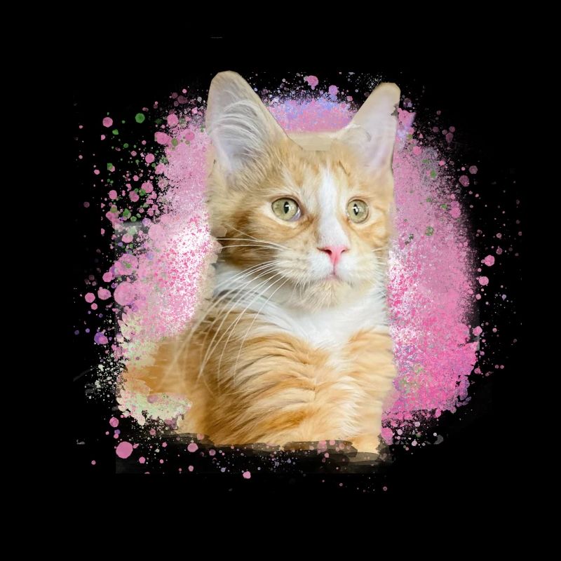 maincoon,cat,graffiti,painting, Maine Coon cat,