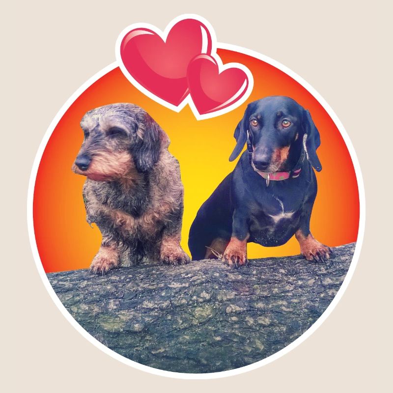 Lovable Dachshunds