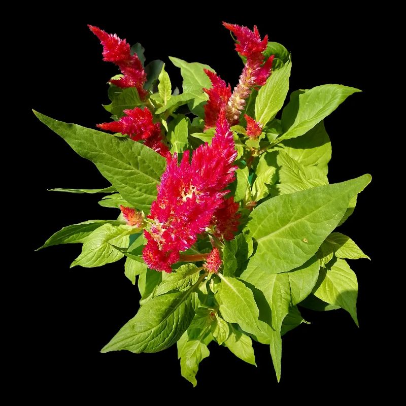 RED CELOSIA