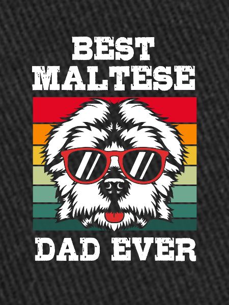 Chien maltais