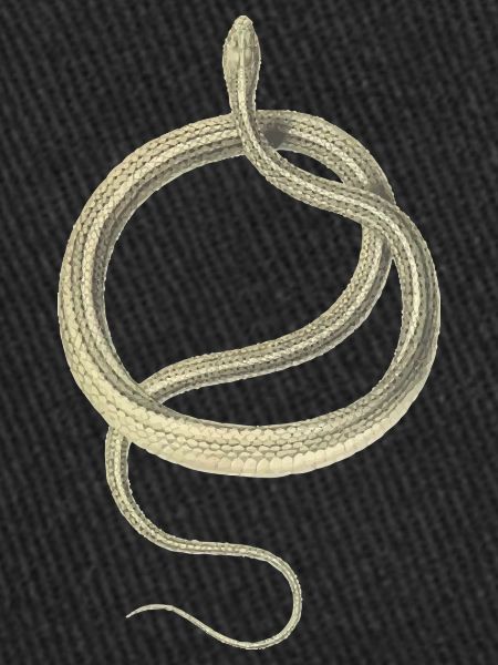 Snake
