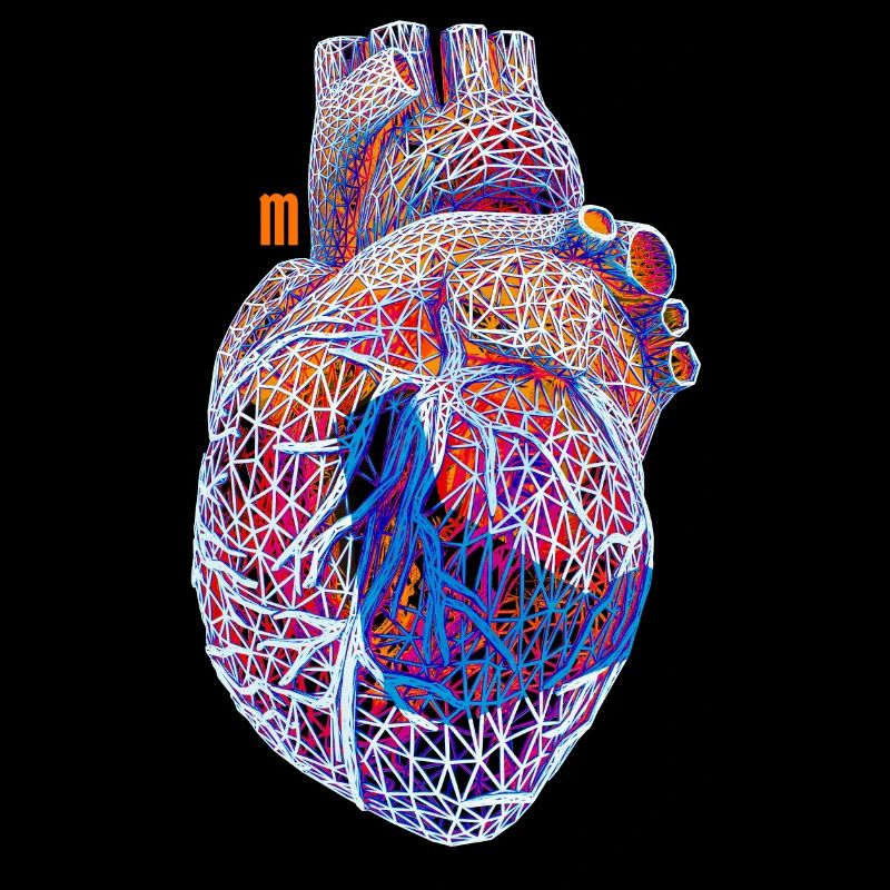 herz 77 anatomisch herzlich heart