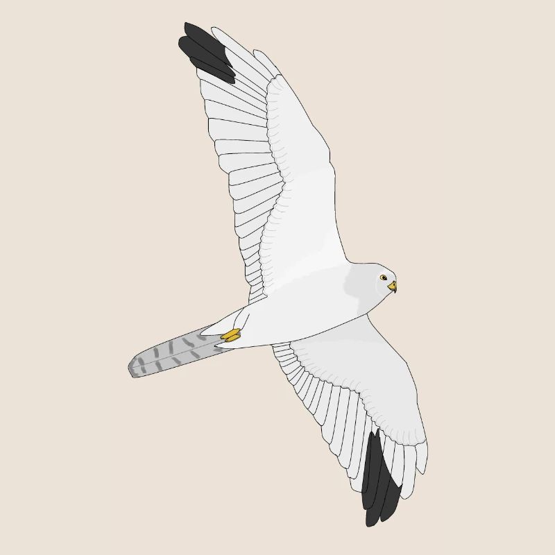Pale Harrier