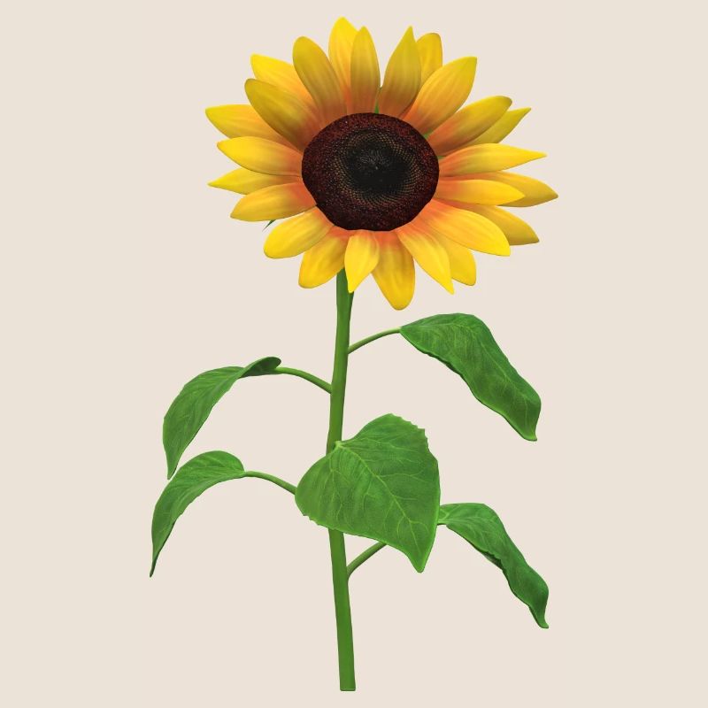 Tournesol Desgin